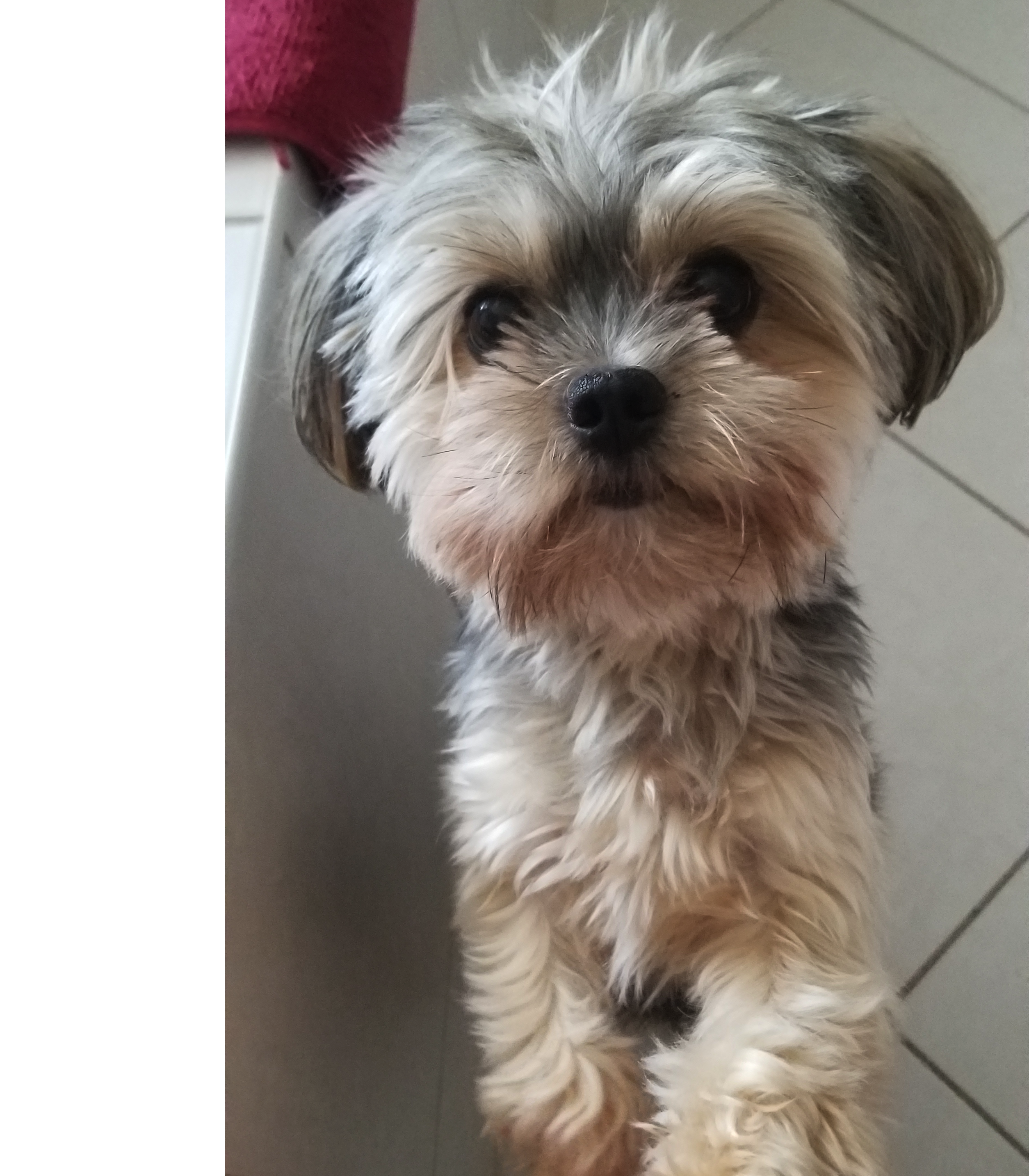 phoebe