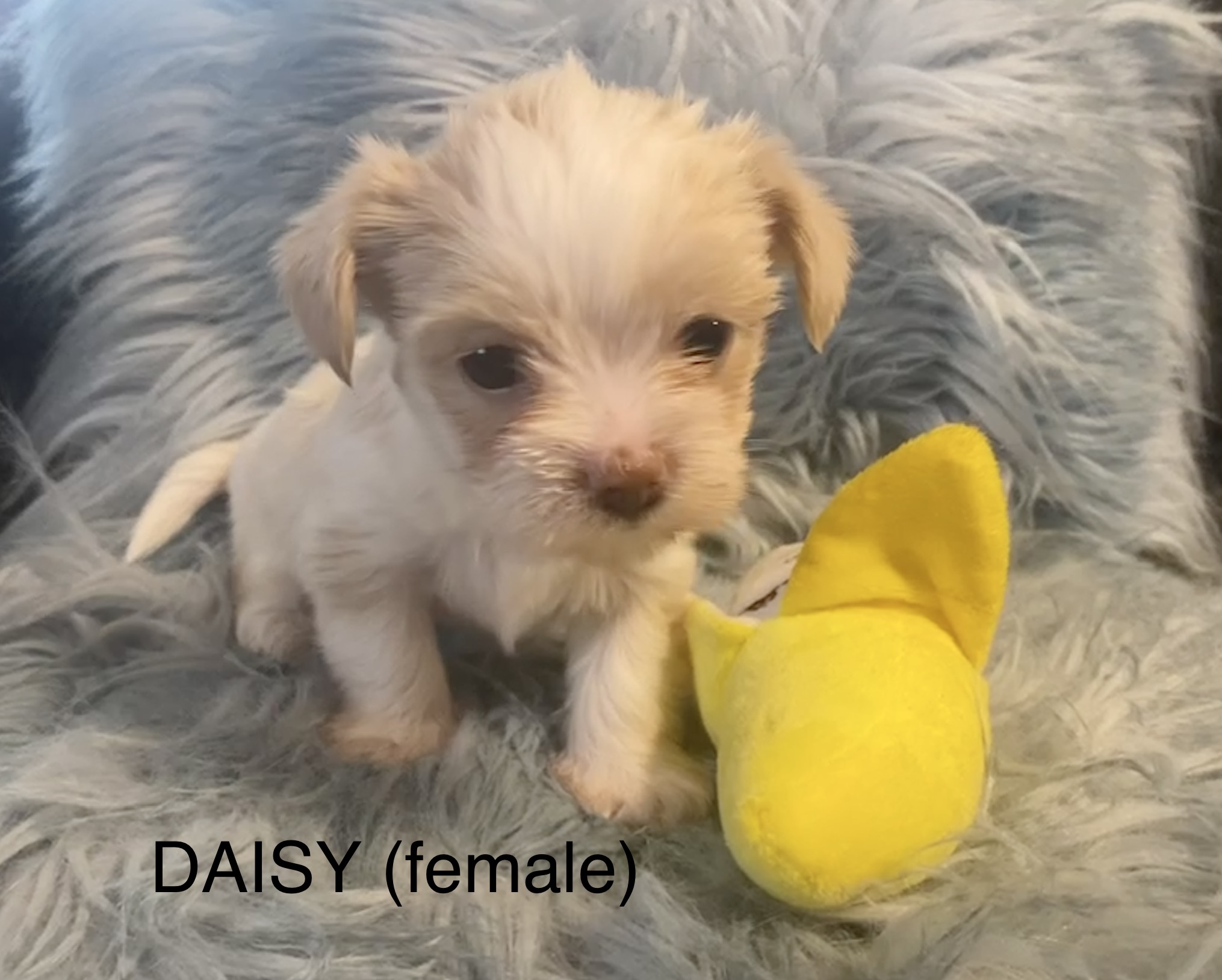 Daisy