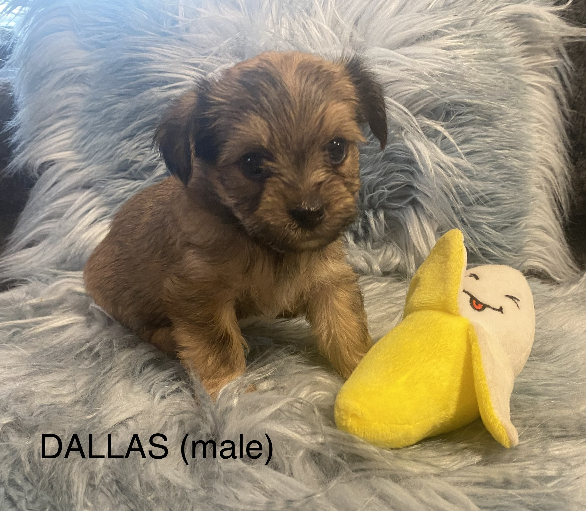 Dallas