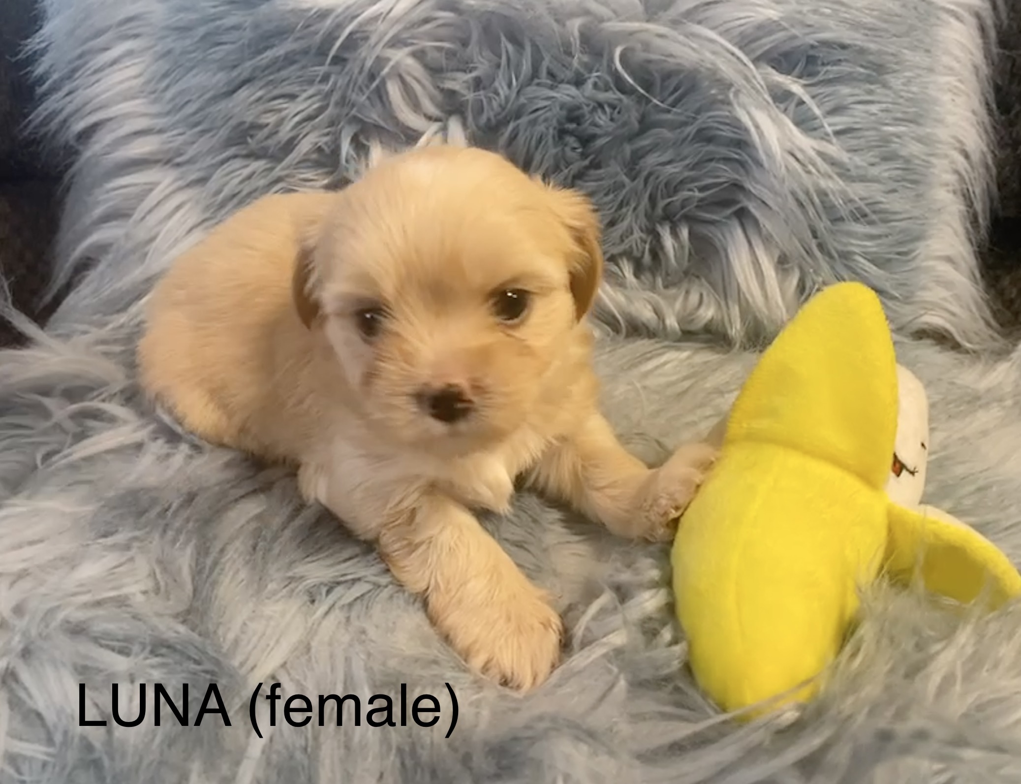 Luna
